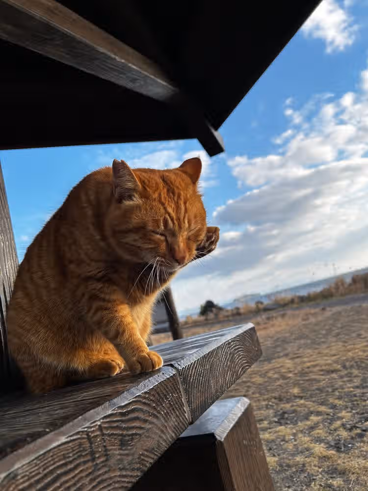 写真